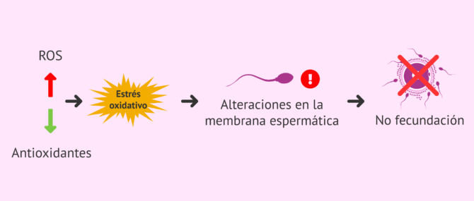 Imagen: Efecto de las ROS en la formación de espermatozoides