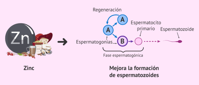 Imagen: Calidad seminal y alimentos ricos en Zn