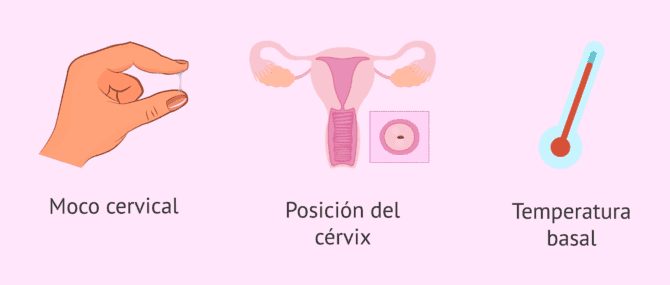 Imagen: Otras señales de fertilidad para detectar el periodo ovulatorio