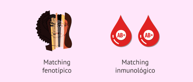 Imagen: Matching fenotípico e inmunológico entre donante y receptora