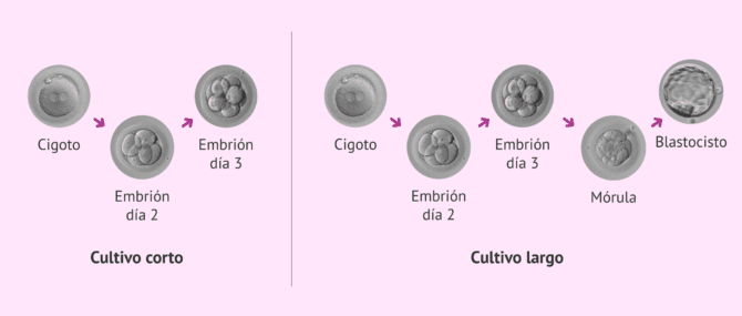 Imagen: ¿Qué tipos de cultivos embrionarios existen?