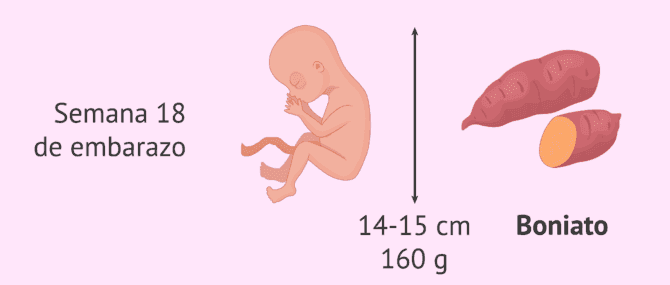 Imagen: Medidas del feto en la semana 18 de embarazo