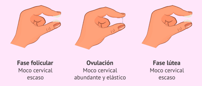 Imagen: Cambios flujo cervical