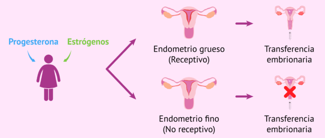 Imagen: ¿Cómo debe estar el endometrio para la transferencia?