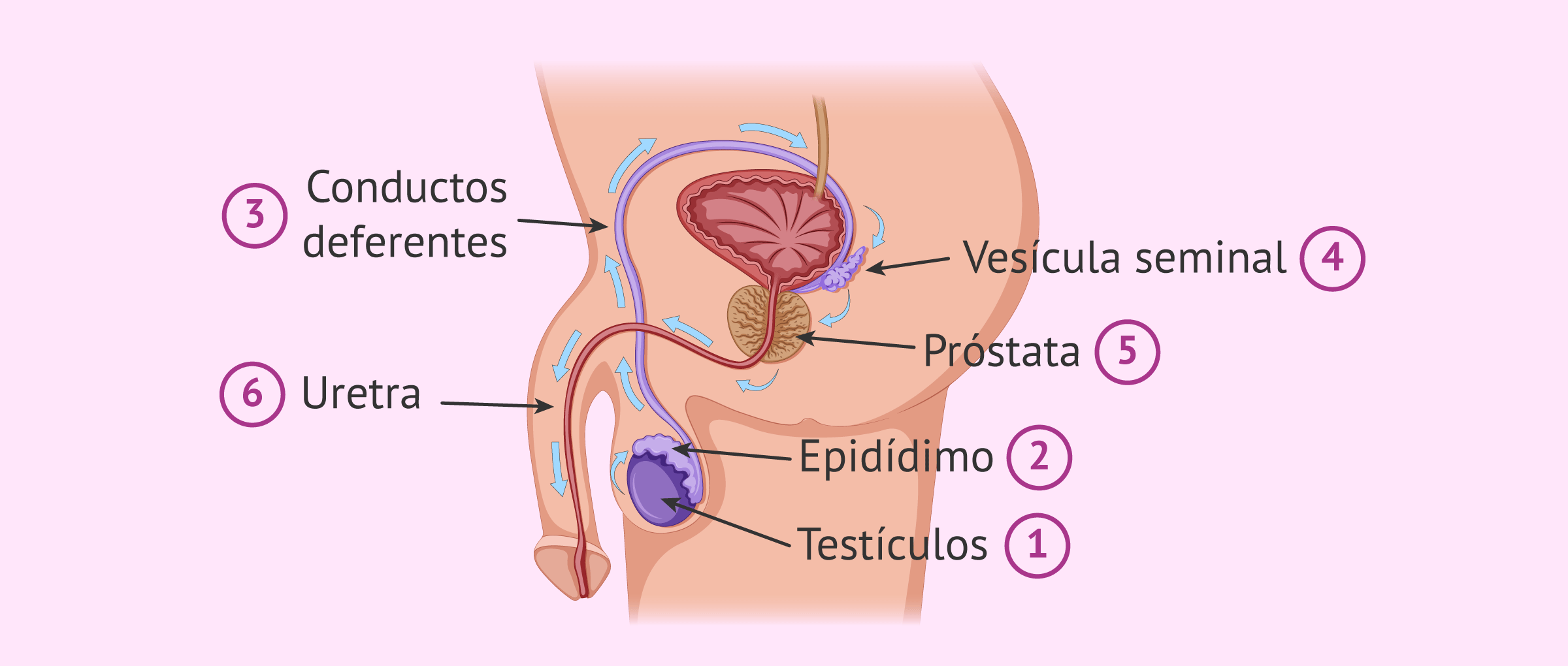 Viaje de los espermatozoides desde la formación hasta la expulsión