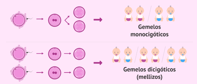 Imagen: Diferencias entre gemelos y mellizos