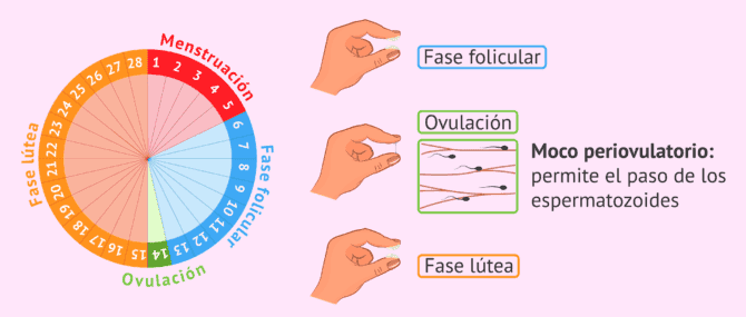 Imagen: Moco cervical y ciclo menstrual