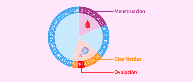 Imagen: Días fértiles