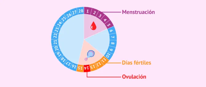 Test de ovulacion en saliva como se utilizan Son fiables