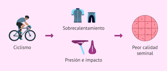 Imagen: Ciclismo y calidad seminal