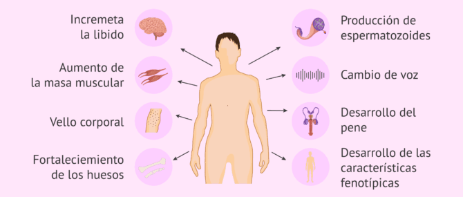 Imagen: ¿Cuáles son las funciones de la testosterona?