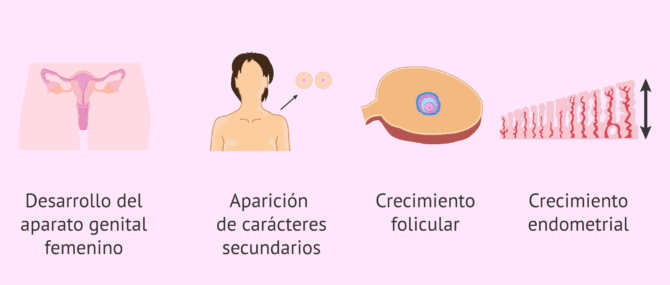 Imagen: ¿Cuáles son las funciones del estradiol?