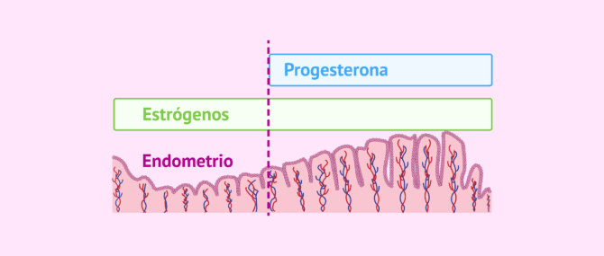 Imagen: ¿Qué es la receptividad del endometrio?