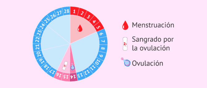 Imagen: ¿Es posible sangrar con la ovulación?