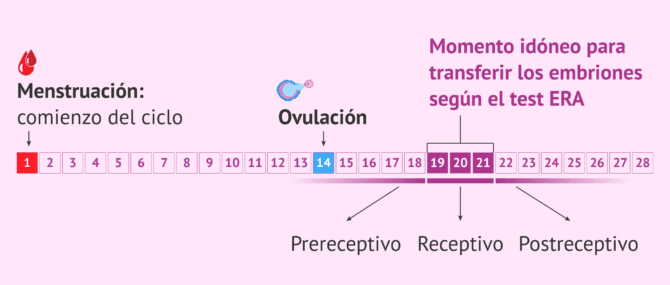 Imagen: ¿Cuándo se transfiere los embriones según el test ERA?