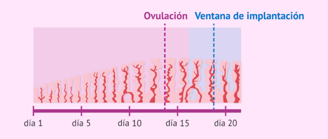 Imagen: ¿Qué información aporta la ventana de implantación?