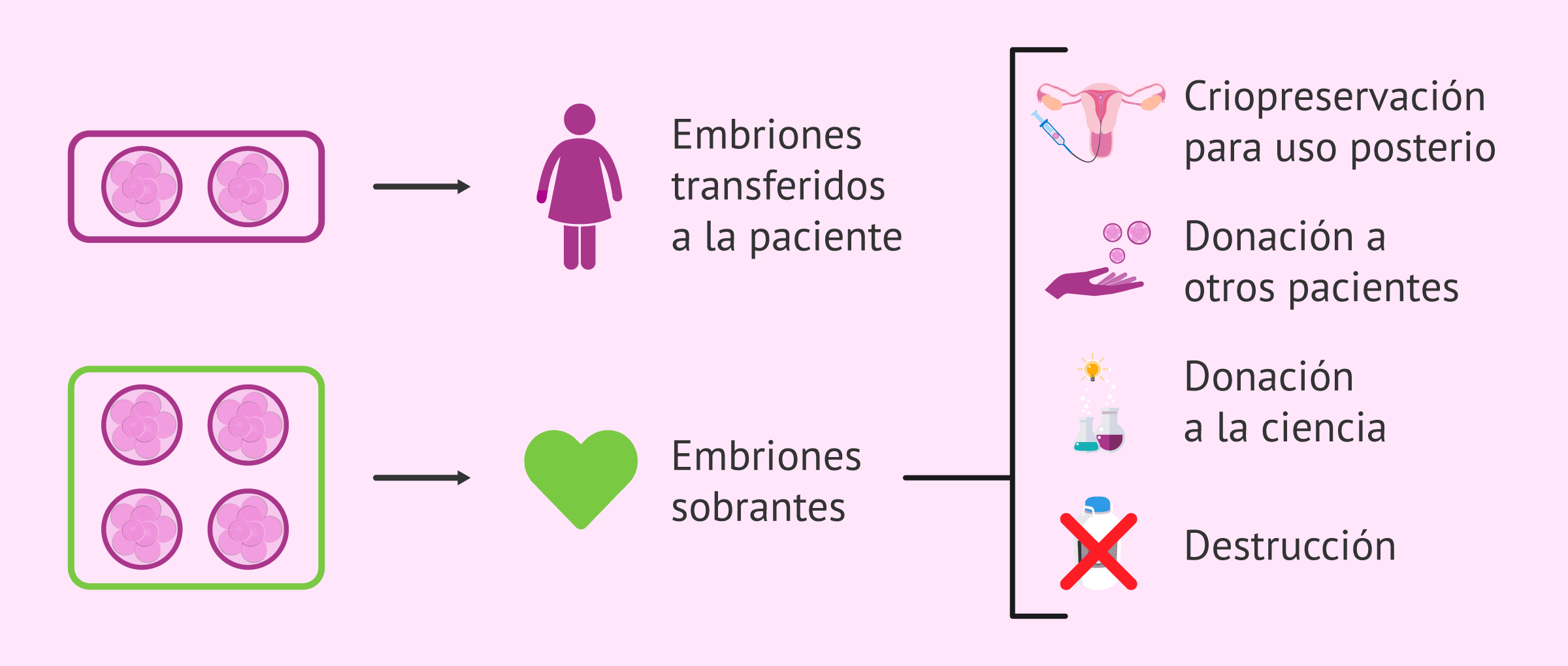 Imagen: Los cuatro posibles destinos de los embriones sobrantes tras FIV