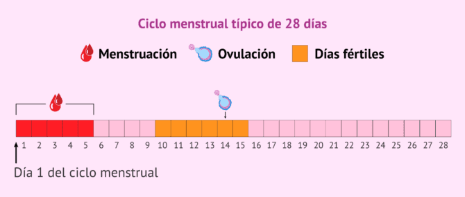 Imagen: ¿Cuáles son los días más fértiles?