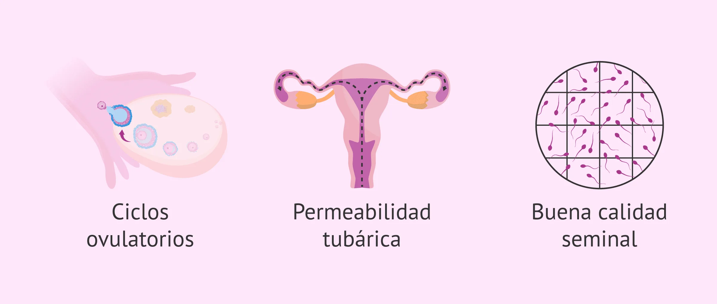 Requerimientos para que se produzca un embarazo natural