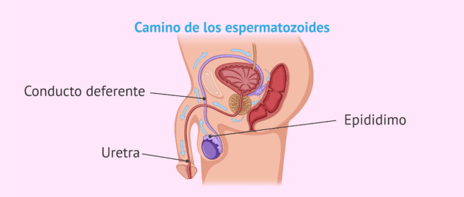 Imagen: Vías seminales para el transporte de espermatozoides