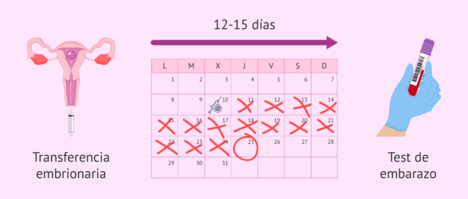 Imagen: Prueba de embarazo tras FIV con ovodonación