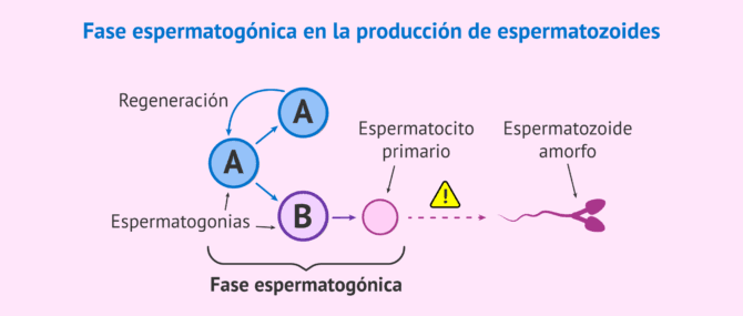 Imagen: Alteración en la formación de espermatozoides