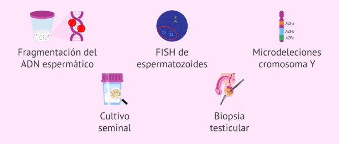 Imagen: Pruebas adicionales de fertilidad masculina