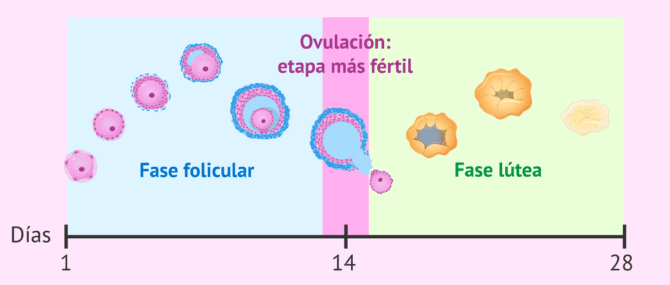 Test de ovulacion como es su funcionamiento y para que sirven