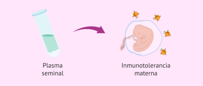 Imagen: Plasma seminal e inmunotolerancia materna