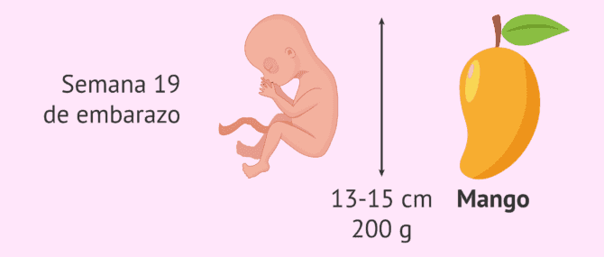 Imagen: Evolución del feto en la 19 semana