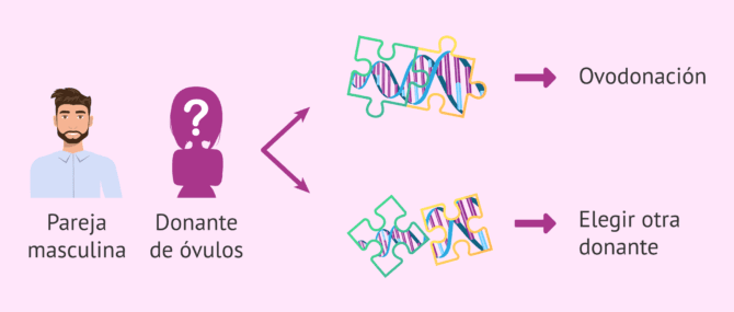 Imagen: Test de compatibilidad genética en ovodonación