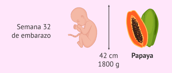 Imagen: Tamaño del bebé en la semana 32 de embarazo