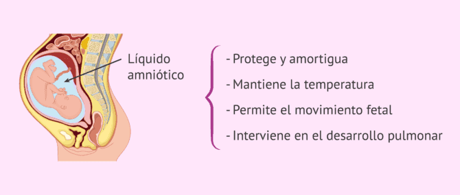 Imagen: Funciones del líquido amniótico