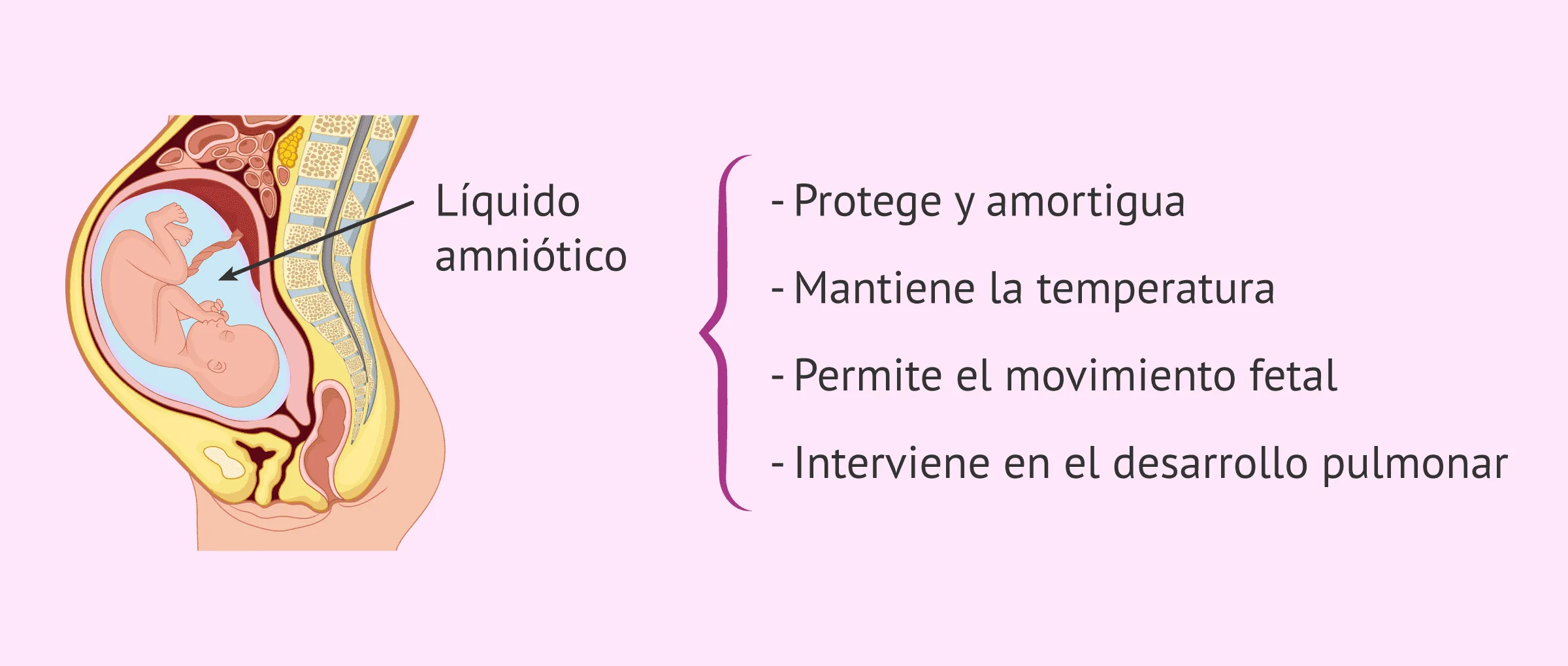 Funciones del líquido amniótico