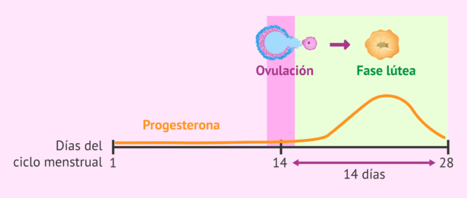 Imagen: ¿Cuántos días dura la fase lútea del ciclo menstrual?