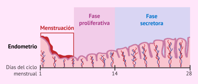 Imagen: ¿Qué ocurre en el endometrio en la fase lútea?