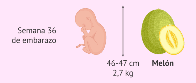 Imagen: El tamaño del bebé en la semana 36 de gestación