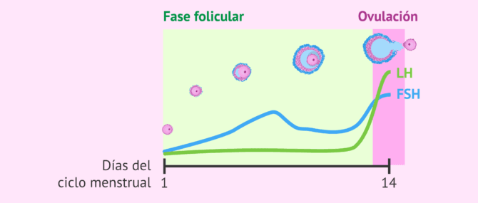 Imagen: ¿Cuál es la duración de la fase folicular?