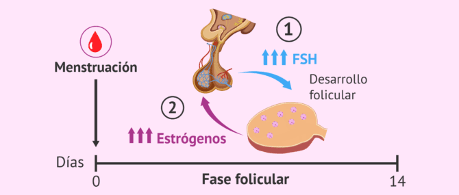 Imagen: Fase folicular, hormona FSH y estrógenos