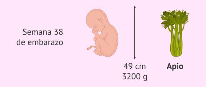 Imagen: ¿Cómo es el bebé a las 38 semanas de embarazo?