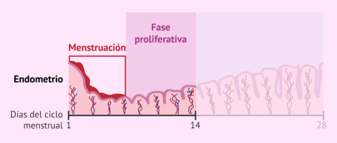 Imagen: Fase proliferativa en el endometrio uterino