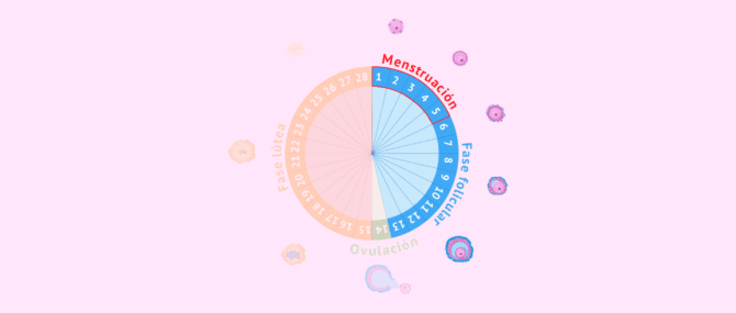 Imagen: Fase folicular o preovulatoria del ciclo menstrual