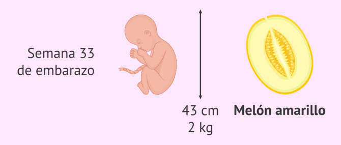 Imagen: Desarrollo fetal con 33 semanas