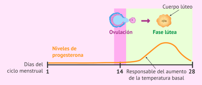 Imagen: ¿En qué se basa el método de la temperatura basal?