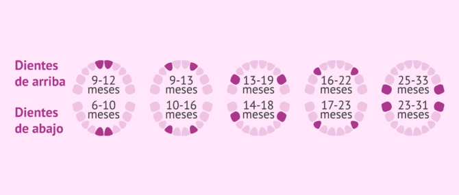 Imagen: Orden de erupción de los dientes de leche