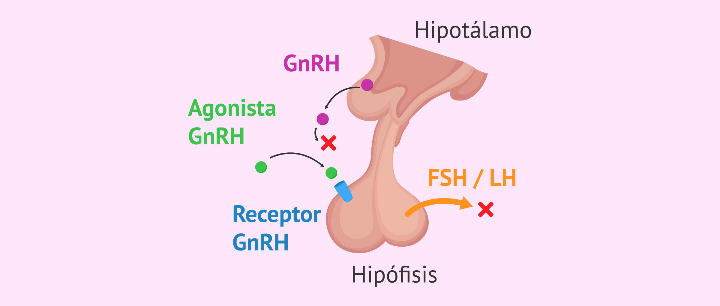 Imagen: Mecanismo de acción de los agonistas de la GnRh