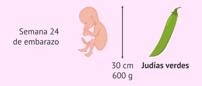 Imagen: Medidas del bebé en la semana 24 de gestación