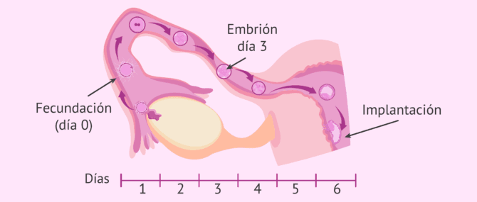 Imagen: Fecundación y ventana de implantación