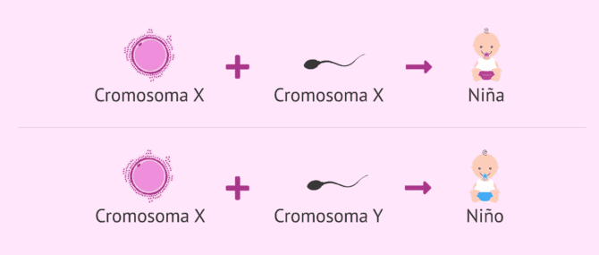 Imagen: ¿Cómo se determina genéticamente el sexo del bebé?