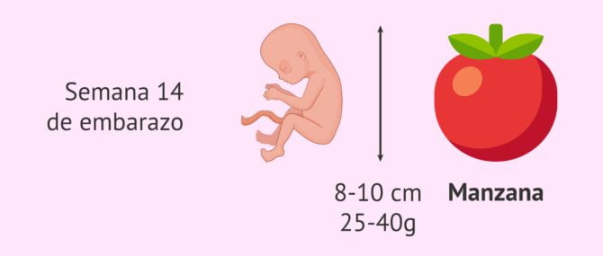 Imagen: Evolución fetal en la semana 14